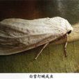 星白燈蛾 星白燈蛾