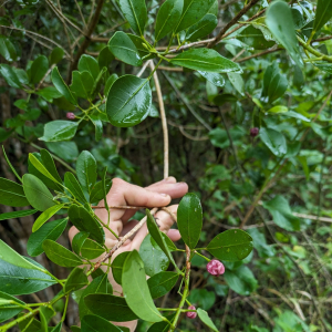 Acronychia laevis