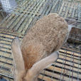 雜交野兔 雜交野兔