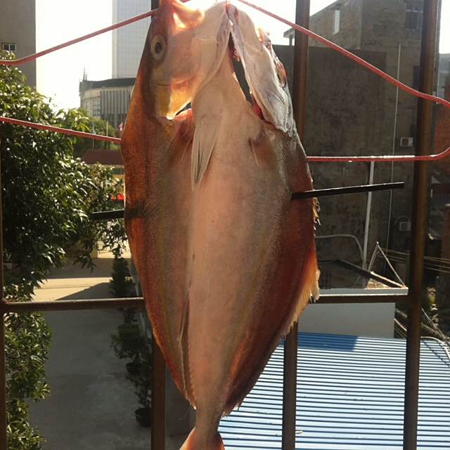 曬鹹魚 曬鹹魚