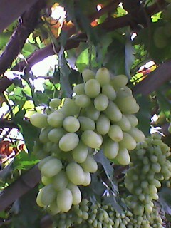 宣化白葡萄