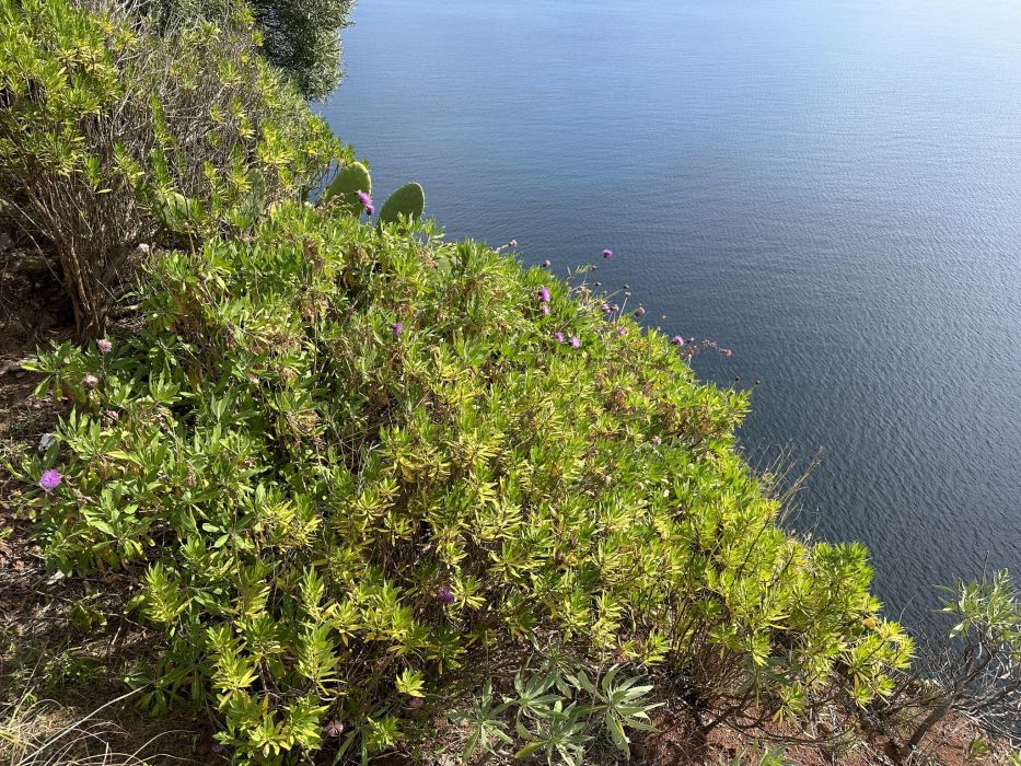 Cheirolophus massonianus