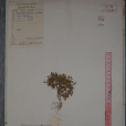 安多無心菜