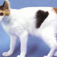 日本短毛貓