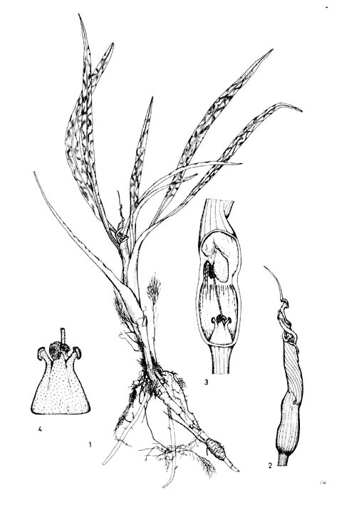 隱棒花（C.crispatulavar.crispatula）的模式標本墨線圖