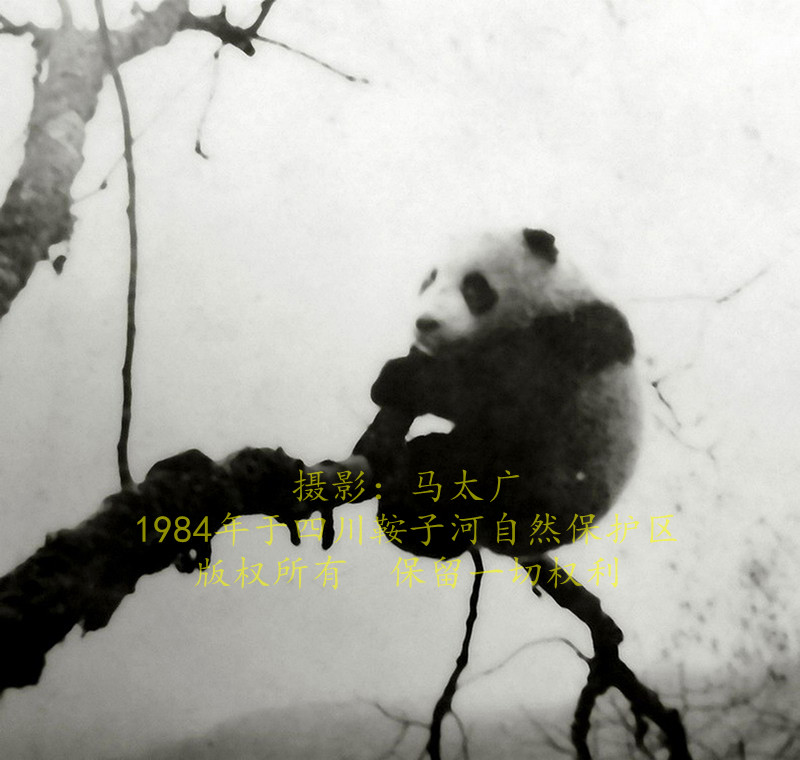 鞍子河第一張大熊貓影像