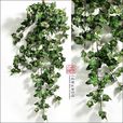 密花藤 密花藤