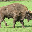 波蘭野牛