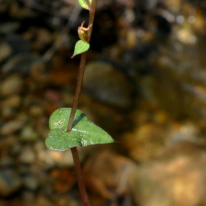 Stigmatodactylus elegans