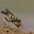 黃腰泥蜂