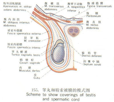 睪丸生殖結構圖