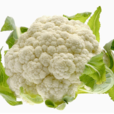 雪狐(花椰菜品種) 雪狐(花椰菜品種)