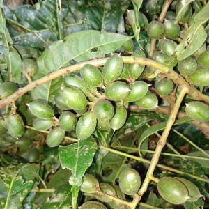 Talisia croatii