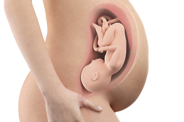 胎動與胎心音