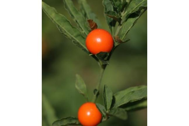 Capsicum chinense \x27Roulette\x27 Capsicum chinense \x27Roulette\x27