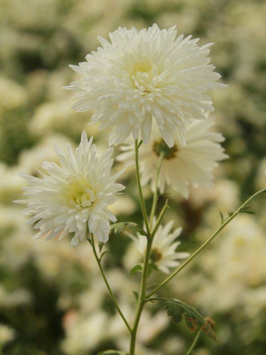 梨香菊 梨香菊