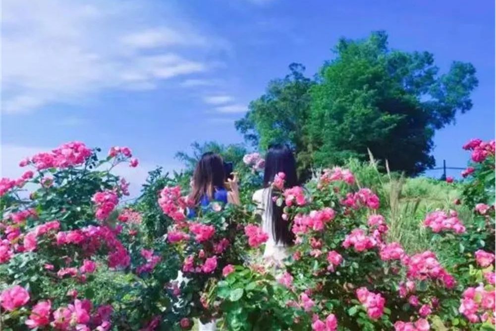 嶼溿花園 嶼溿花園