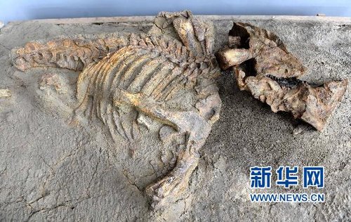 發掘出土的角龍科恐龍化石