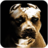 Pitbull Head Pitbull Head
