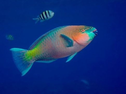包氏鸚嘴魚 包氏鸚嘴魚