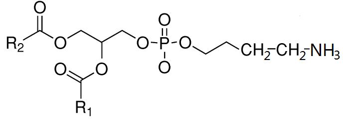 卵磷脂型DHA