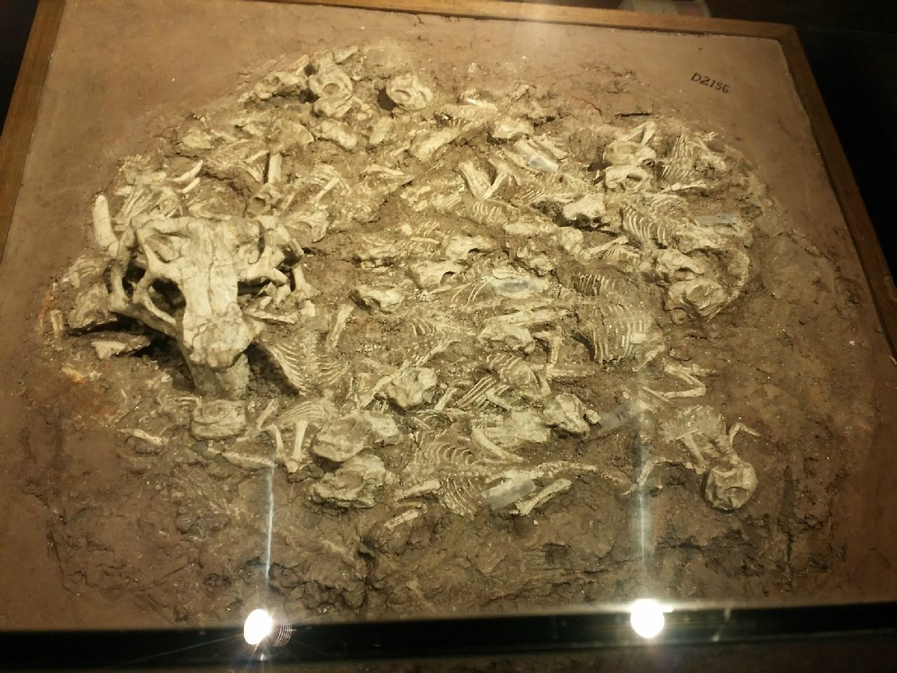 35具恐龍個體埋藏在一起的鸚鵡嘴龍化石標本