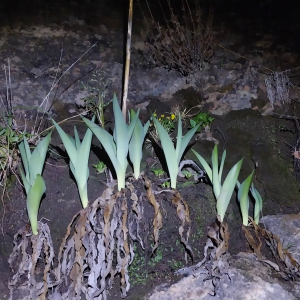 Hemiphylacus novogalicianus