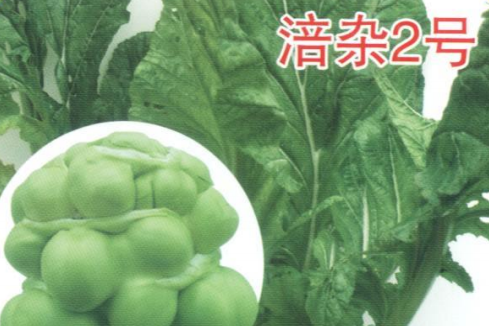 涪雜2號 涪雜2號
