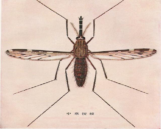 傅氏按蚊 傅氏按蚊