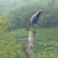 卜鳥(鳥類) 卜鳥(鳥類)