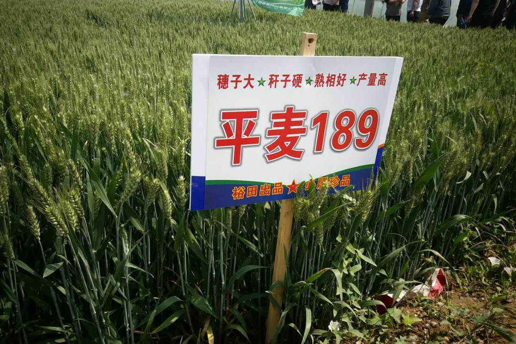 平麥189 平麥189