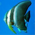 短翅蝙蝠魚 短翅蝙蝠魚