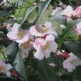 俏佳人(山茶屬栽培品種) 俏佳人(山茶屬栽培品種)