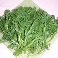 博樂蒿菜 博樂蒿菜