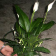 甜芝白掌 甜芝白掌