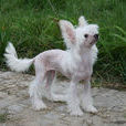 中國冠毛犬(冠毛犬)