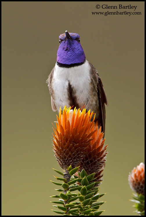 紫巾山蜂鳥