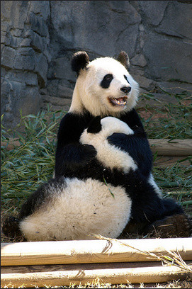 大熊貓美蘭
