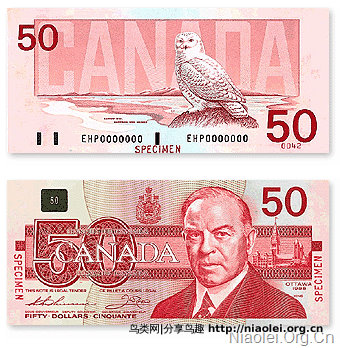 加拿大SNOWY OWL錢幣