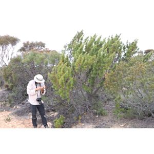 Allocasuarina pinaster