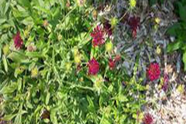 Knautia macedonica \x27Mars Midget\x27 Knautia macedonica \x27Mars Midget\x27