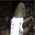 竹筍菌(竹笙) 竹筍菌(竹笙)