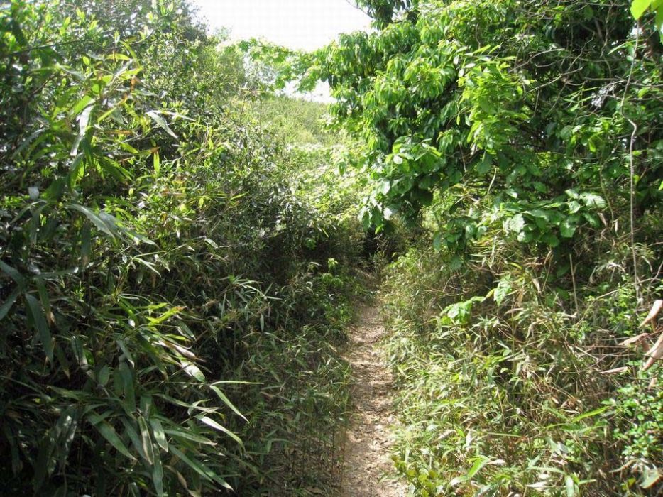 清秀嶺古道 清秀嶺古道