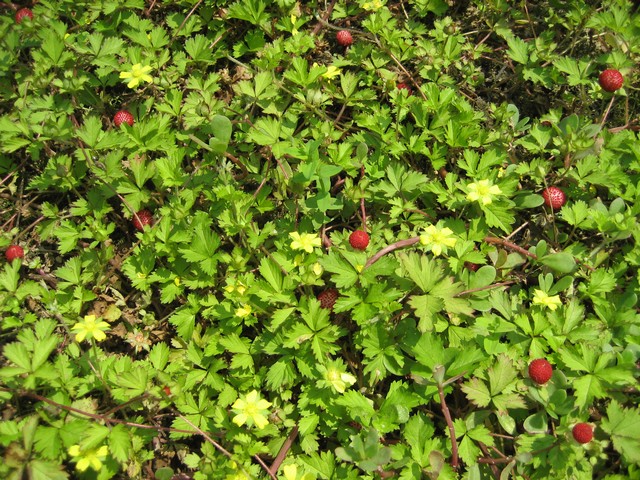 蛇莓(薔薇目薔薇科植物)