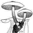 白光柄菇 白光柄菇
