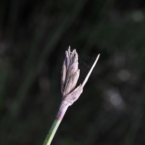 Lepidosperma australe