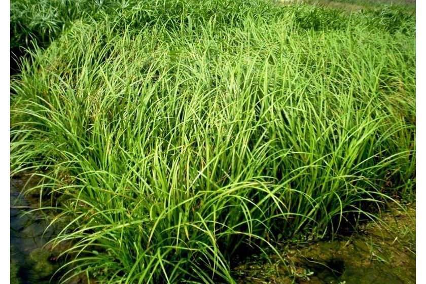 全裂苔草 全裂苔草