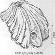 蔥頭藤壺 蔥頭藤壺