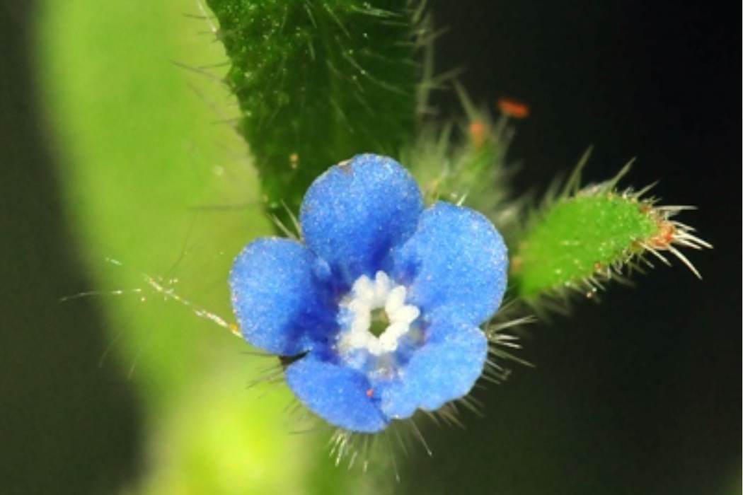 紫草科