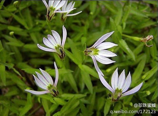 半邊蓮花 半邊蓮花